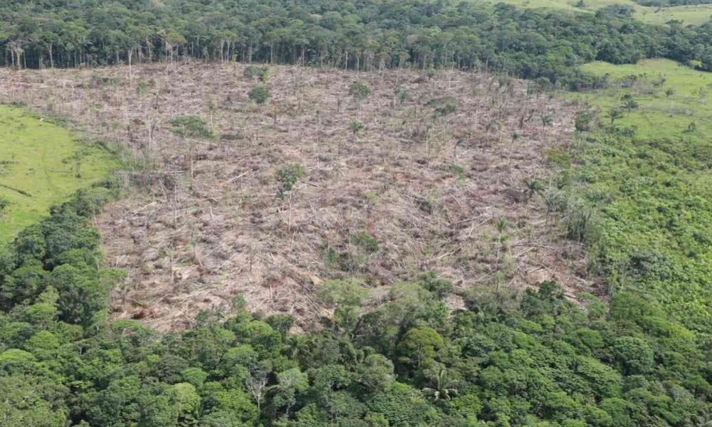 Deforestación Chibiriquete 1280x720 1