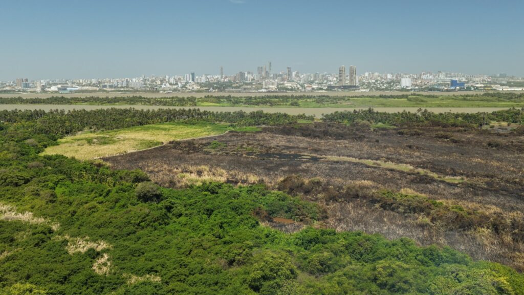 Alcalde Alejandro Char anunció que el incendio en Parque Isla Salamanca ya fue controlado 42 20260717 171033