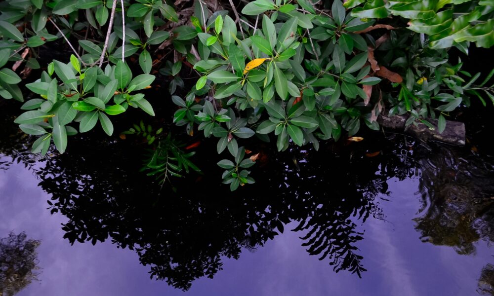 Manglar 5