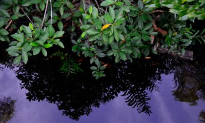 Manglar 5