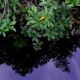 Manglar 5
