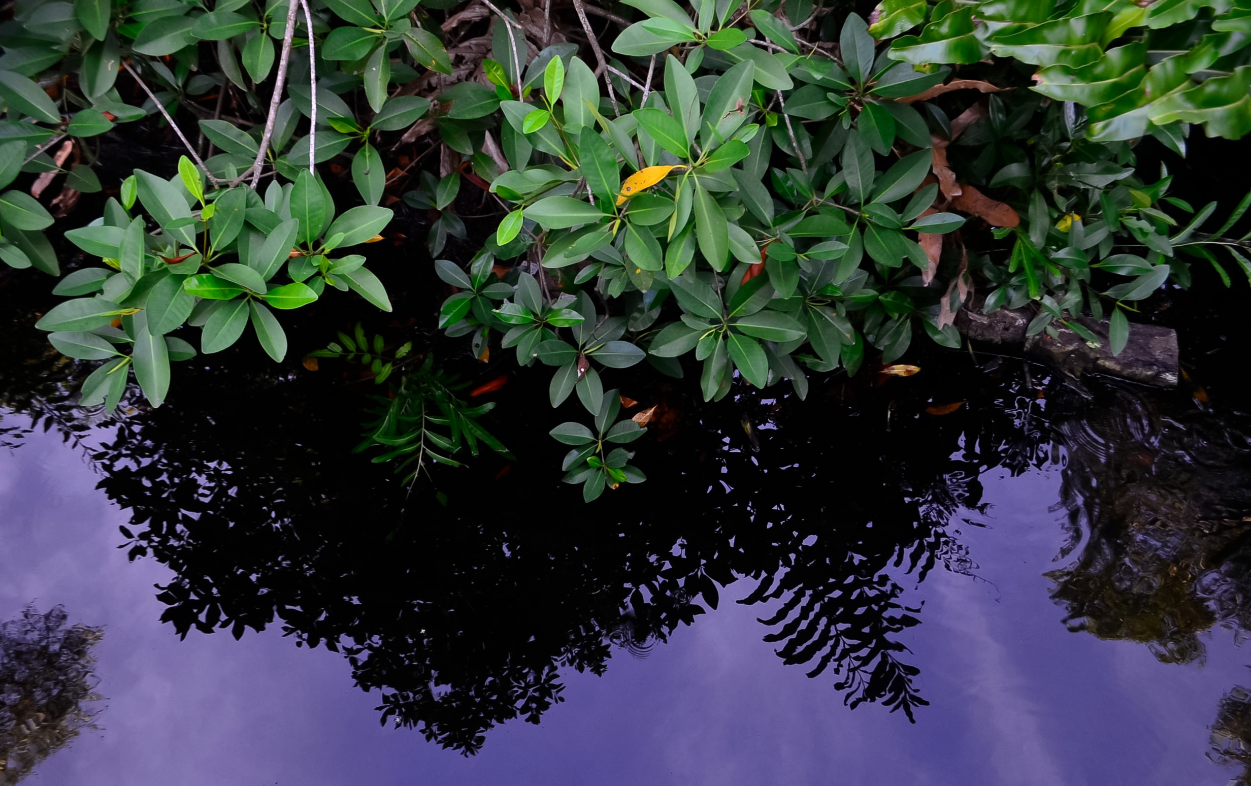Manglar 5